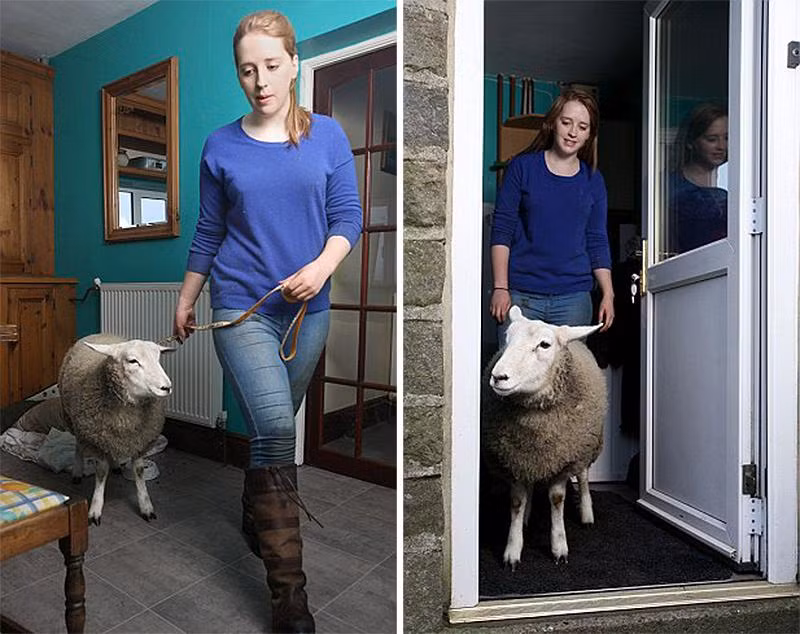 Chú cừu này cũng được ở trong nhà chứ không phải ở trong chuồng như những chú cừu khác.