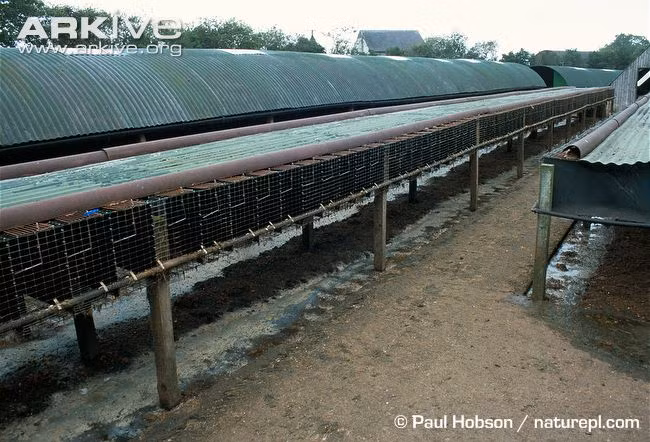 Chồn vizon còn nổi tiếng bởi bộ lông mềm mại, óng ả của nó nên nhiều trang trại Mỹ đã nuôi loài này để phục vụ nhu cầu thị trường.