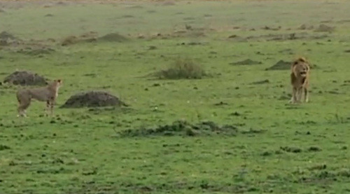 Sư tử không thể thắng được báo mẹ...