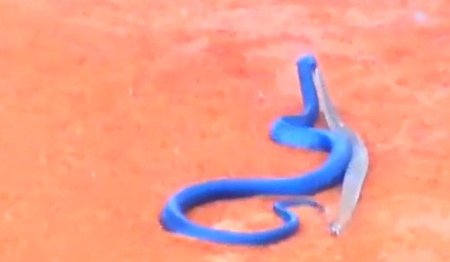 Sau khi bóp cổ đến chết con mồi, rắn xanh cắn vào đuôi nó và tha đi.