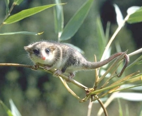 Khỉ túi Monito Del Monte của Nam Mỹ chỉ dài khoảng hơn 12cm nhưng lại có chiếc đuôi dự trữ chất béo khi thức ăn khan hiếm. Đáng buồn là loài khỉ này cũng đang phải đối diện với nguy cơ tuyệt chúng nghiêm trọng.