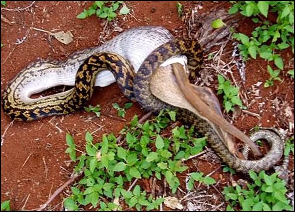 Kể cả phần mông và bụng to lớn của con kangaroo cũng có thể chui lọt qua miệng để vào bụng trăn.