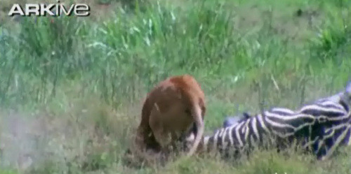 Ngựa vằn ngã lăn xuống đất.