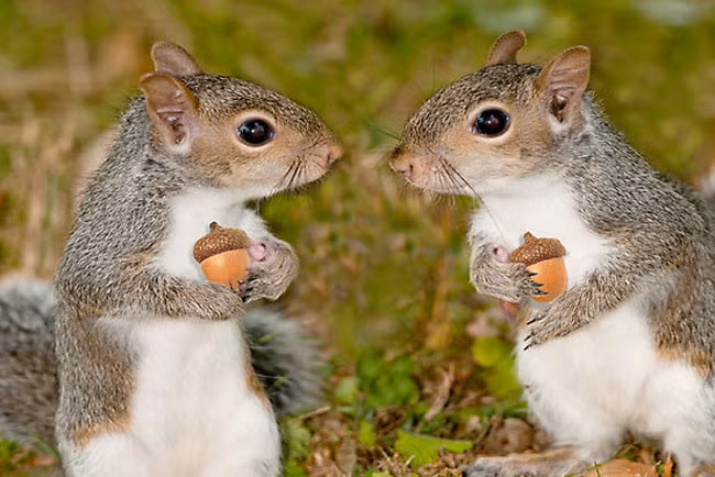 Sồi trắng thường nảy mầm nhanh hơn, gần như ngay sau khi rơi xuống đất, nên sóc không để dành mà ăn ngay. Ngược lại, sồi đỏ thường nảy mầm vào mùa xuân nên sóc cất giữ để làm thức ăn trong mùa đông.