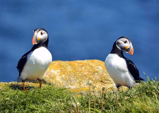 Cứ đến mùa sinh sản, hải âu cổ rụt Đại Tây Dương sẽ tìm lại đối tác kết đôi của năm trước. Nhưng nếu con đực phải cạnh tranh với các đối thủ mạnh hơn ở tổ con cái thì rất có thể nó sẽ bỏ cuộc.