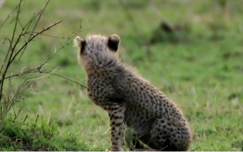 Báo con vẫn vui đùa không hề hay biết đang bị sư tử rình.