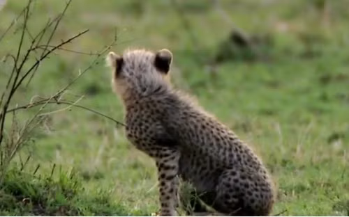 Báo con vẫn vui đùa không hề hay biết đang bị sư tử rình.