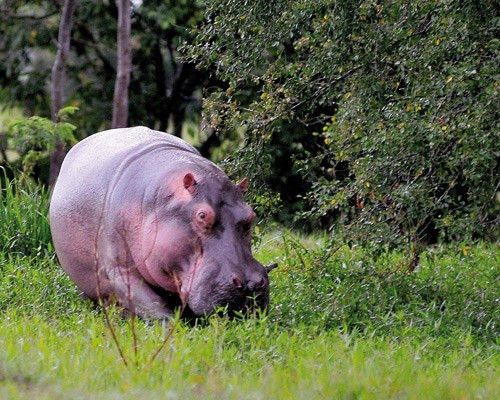 Hà mã là vật nuôi yêu thích của trùm ma túy nổi tiếng Pablo Escobar. Loài này được coi là một trong những động vật nguy hiểm nhất trên thế giới và thường tấn công người xâm phạm lãnh thổ của chúng nên không có quá khó hiểu tại sao hà mã lại trở thành thú cưng của trùm ma túy.