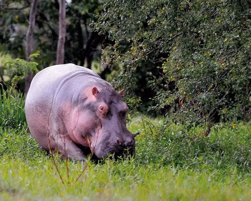 Hà mã là vật nuôi yêu thích của trùm ma túy nổi tiếng Pablo Escobar. Loài này được coi là một trong những động vật nguy hiểm nhất trên thế giới và thường tấn công người xâm phạm lãnh thổ của chúng nên không có quá khó hiểu tại sao hà mã lại trở thành thú cưng của trùm ma túy.