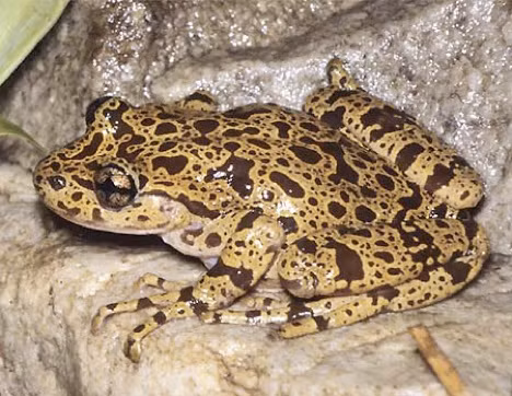 Cấu tạo da, miệng và chân đặc biệt giúp ếch ma có thể chống chọi với dòng nước xiết trong những con suối của Nam Phi.