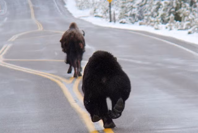 Cả hai đều cố gắng hết sức trong trận đua quyết liệt.