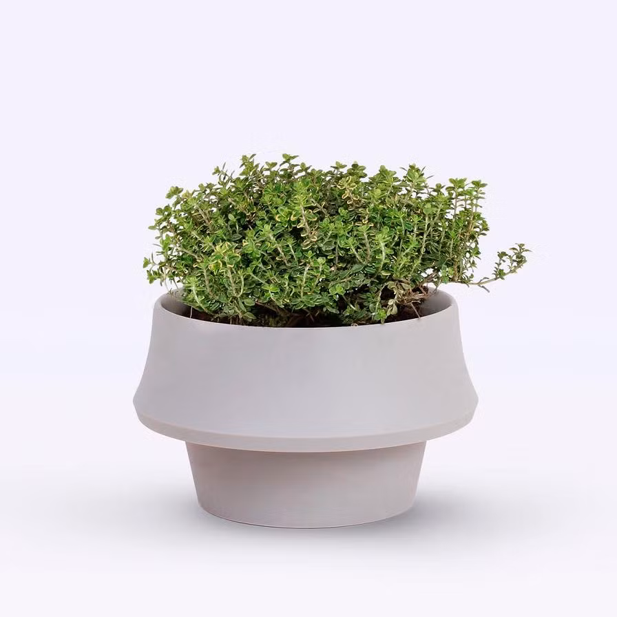 Theo nhà thiết kế, đã đến lúc tiếp cận chậu cây từ góc độ khác.