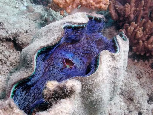 Sự bất tử này là do khả năng thích nghi tuyệt vời của chúng với sự thay đổi về môi trường, khí hậu, thậm chí là địa chất.