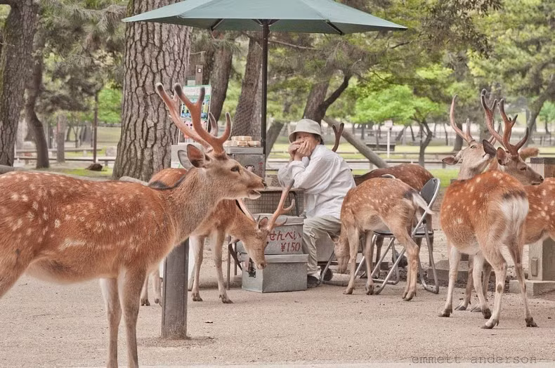 Chúng không chỉ thân mật mà thậm chí còn vòi ăn với du khách và dân địa phương, thậm chí xô người ra để tranh giành thức ăn.