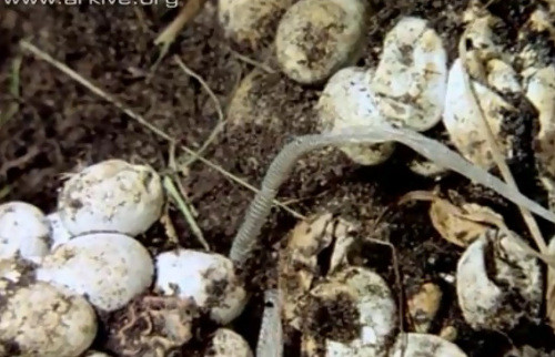 Quá trình lột xác hoàn thành, rắn lại chui về hang dưới đầm lầy.