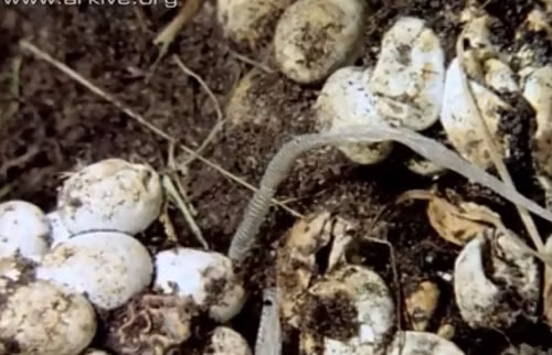 Quá trình lột xác hoàn thành, rắn lại chui về hang dưới đầm lầy.