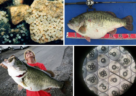 Theo nghiên cứu, 42% số cá vược vùng Potomac có dấu hiệu phát triển đa giới tính, với cơ thể có cả tinh hoàn và mô buồng trứng. Sau đó, những con cá này cũng được phát hiện ở vùng Tây Virginia.