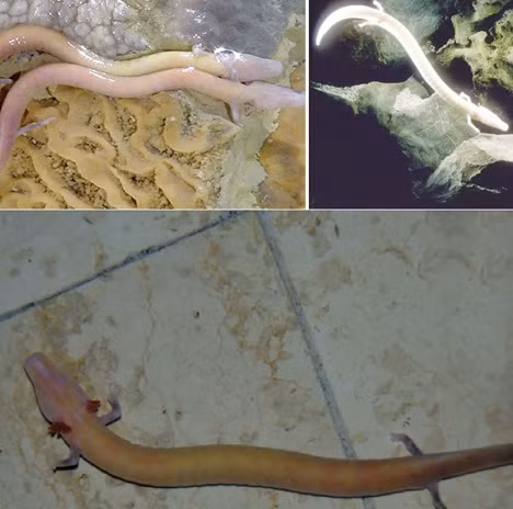 Olm là một loài rắn thuộc họ động vật lưỡng cư mù rất yếu ớt, có chiều dài từ 20-40cm, chân nhỏ trên có ba ngón tay và chân dưới hai ngón với cái tên mang nghĩa “người cá”.