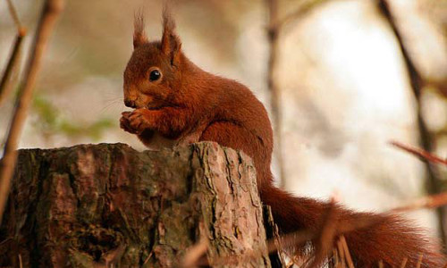  Sóc có thể giúp cây nhân giống. Một con sóc xám có thể tạo ra hàng ngàn nơi cất giấu hạt sồi sau mỗi mùa. Điều này có thể được xem là sự phân tán hạt và sẽ tạo ra được nhiều cây con khác.