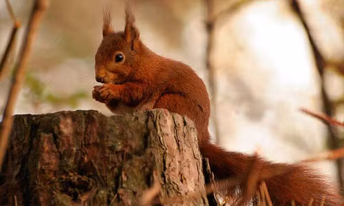  Sóc có thể giúp cây nhân giống. Một con sóc xám có thể tạo ra hàng ngàn nơi cất giấu hạt sồi sau mỗi mùa. Điều này có thể được xem là sự phân tán hạt và sẽ tạo ra được nhiều cây con khác.