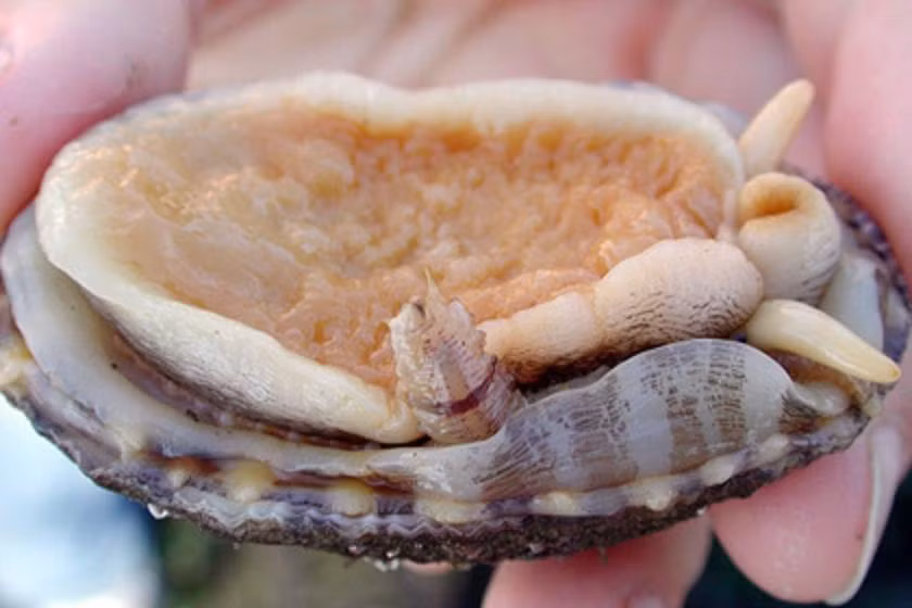 Trong khi sao sao cho giun ở nhờ, đảm bảo chỗ ở ấm cúng, an toàn thì giun cũng trông coi, bảo vệ cho sao sao bằng cách cắn những kẻ thù muốn tấn công nó y như một chú cún cưng coi nhà cho chủ.