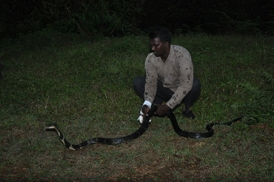 Mặc dù tay bị thương nhưng anh vẫn cố gắng mang rắn trở về với môi trường tự nhiên của chúng ngay trong khoảng thời gian mà anh cho là hợp lý.