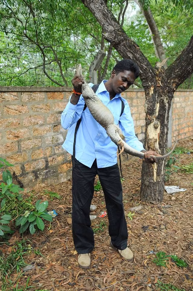 Bất cứ khi nào có cơ hội, Suresh đều tận dụng thời cơ cứu lấy mạng sống của những sinh vật đi lạc.