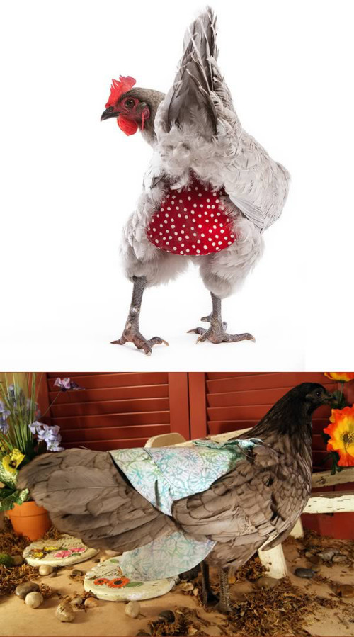 Gà cũng đua đòi mặc tã và đeo yên
