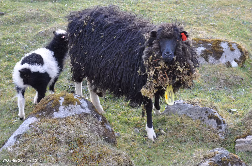 Betty Stobbs (67 tuổi) đã chết trong khi chở bữa tối đến cho đàn dê trên một mỏm đá. Vì quá đói, cả đàn dê đã làm lật đổ cả chiếc xe địa hình 4 bánh chở cỏ và dẫm chết chủ nhân của nó.