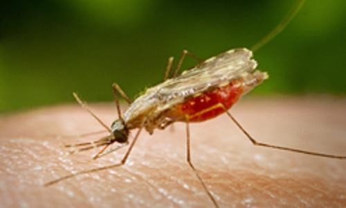 Thống kê cho thấy bệnh sốt rét xuất hiện lần đầu tiên tại Trung Quốc vào khoảng năm 2700 trước Công nguyên.