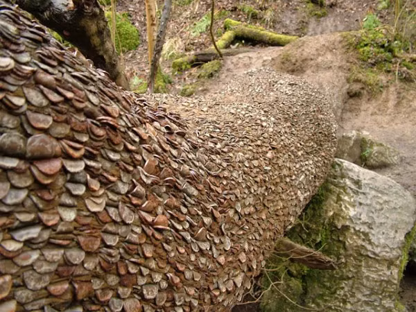 Sở dĩ có nhiều đồng tiền xu trên cây như vậy là vì những người qua đường đã dùng đá găm tiền vào thân cây với hy vọng việc làm này sẽ mang lại may mắn cho họ.