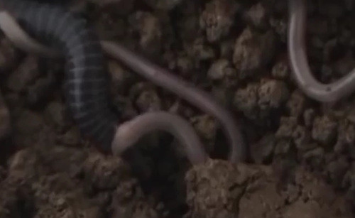 Lớp da đuôi này vô hại, không gây ảnh hưởng tới cá thể giun con cũng như sức khỏe của giun mẹ. Lớp da này cung cấp cho giun con một nguồn năng lượng dồi dào, giàu chất béo.