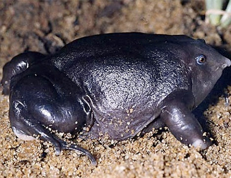 Ếch tím thực sự có làn da màu tím bởi môi trường sống dưới mặt đất 4m và chỉ xuất hiện trên mặt đất trong 2 tuần giao phối khi mùa mưa đến.