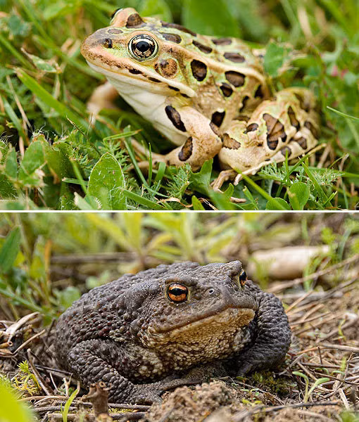 Ếch (ảnh trên) thường có làn da mịn màng, đôi chân dài và tương đối lớn, mắt lồi. Trong khi đó, cóc có làn da sần sùi và đôi chân ngắn ngủn. Tuy khác biệt khá rõ nhưng do hình dáng cơ thể khá tương đồng nên nhiều người vẫn bị nhầm lẫn.