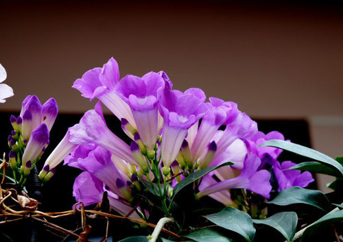 Loài cây này là một vị thuốc an thần tốt, giúp bổ thận, bớt đi tiểu đêm, đỡ mệt mỏi đau lưng.