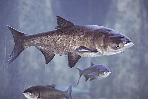 Cá chép châu Á được đưa vào Mỹ từ những năm 1970 để kiểm soát cỏ dại và ký sinh trùng, nhưng khi được thả ra sông Mississippi, chúng lại làm giảm chất lượng nước.