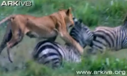 Sư tử dùng chân trước vồ lấy con mồi.