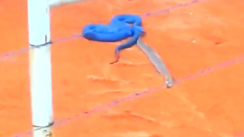 Sở thích của rắn xanh Indigo này là những con rắn đuôi chuông nhỏ hơn.