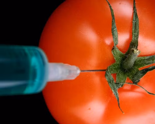 Cà chua Flavr Savr được các nhà khoa học “chỉnh sửa” gen khiến cho chúng có thể được bảo quản lâu một cách tự nhiên mà không cần loại thuốc hóa học nào.