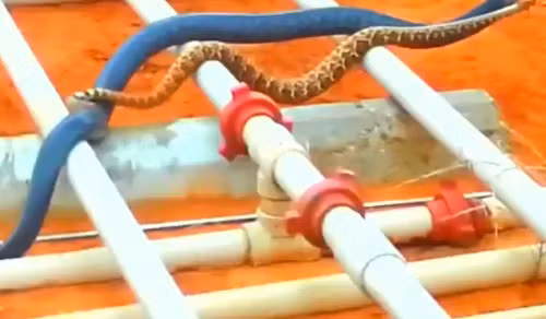 Đi qua cả những cái ống bắc ngang ở công trường.