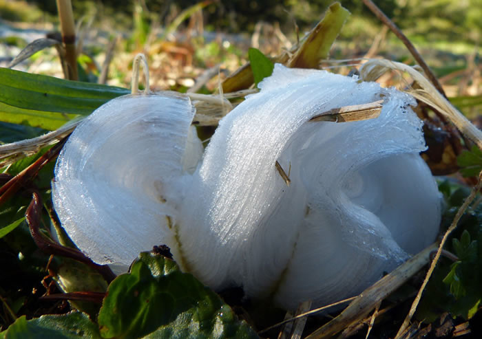 Hoa sương hình thành khi các hạt băng đọng lại trên một thân cây nào đó, tạo thành những hình dáng kỳ lạ vô cùng tinh xảo.