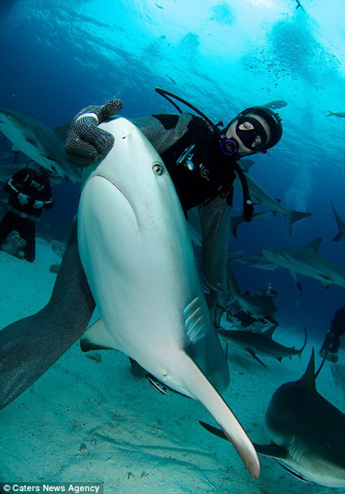 Anh này còn lấy tay sờ vào miệng cá mập.