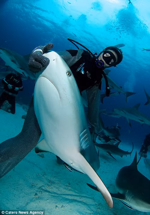 Anh này còn lấy tay sờ vào miệng cá mập.