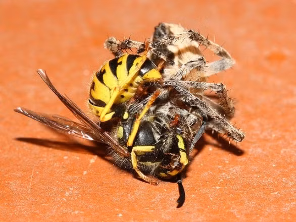 Trận chiến cam go giữa ong bắp cày và nhện đã được nhiều nhiếp ảnh gia ghi lại. Thông thường, nếu nhện thua, chúng sẽ bị mang về tổ làm thức ăn cho bày ong non háu đói.