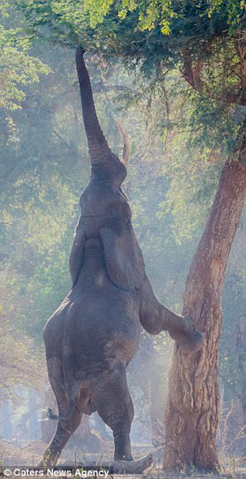 ... rồi vươn cổ cùng chiếc vòi dài hái thức ăn. Trông voi lúc này như một con hươu cao cổ.
