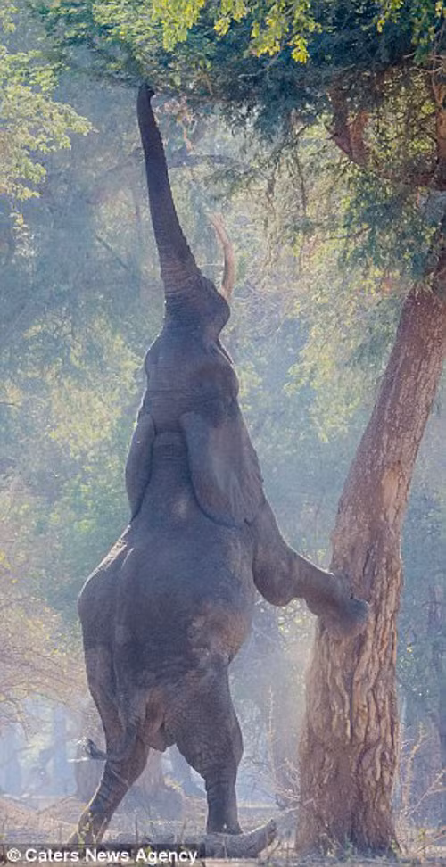 ... rồi vươn cổ cùng chiếc vòi dài hái thức ăn. Trông voi lúc này như một con hươu cao cổ.