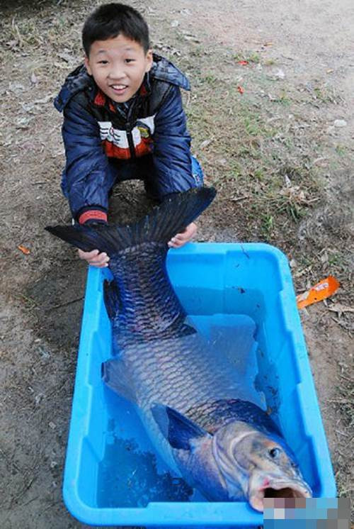Xem thêm một số hình ảnh khác của con cá trắm "khủng" này.