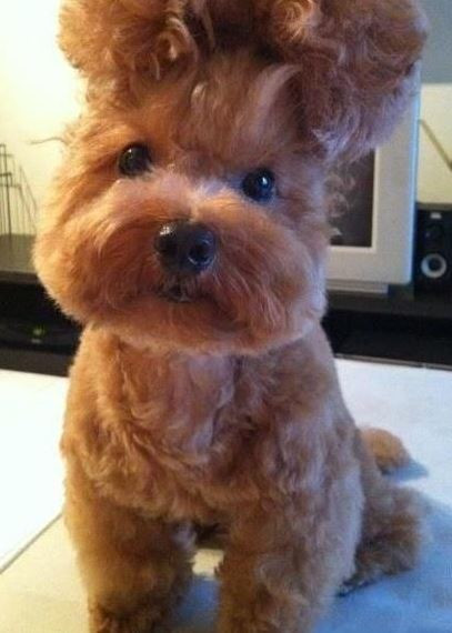 “Tóc” mới xinh không nào?