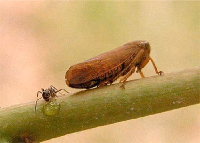 Vì vậy, kiến luôn theo sát rệp như “trông trẻ”, đổi lại chúng bảo vệ nguồn cung sữa của mình khỏi kẻ thù.