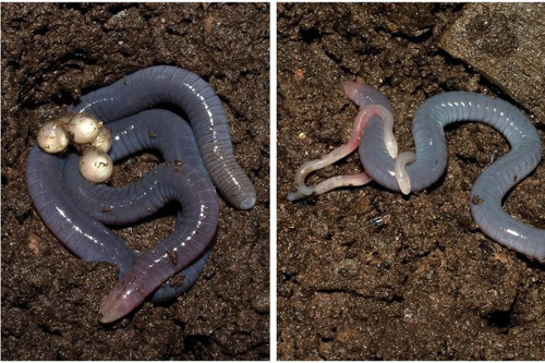 Giun không chân vốn là một loài lưỡng cư, giun trưởng thành có chiều dài cơ thể lên tới 1,5m.